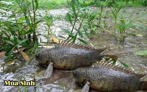 Ảnh đính kèm